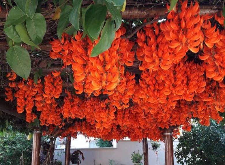 Những loại hoa nghe tên rất “hổ báo”, nhưng vừa hút tài lộc vừa xua tà khí, cực dễ chăm sóc - Ảnh 7. Những loại hoa nghe tên rất “hổ báo”, nhưng vừa hút tài lộc vừa xua tà khí, cực dễ chăm sóc - Ảnh 7.