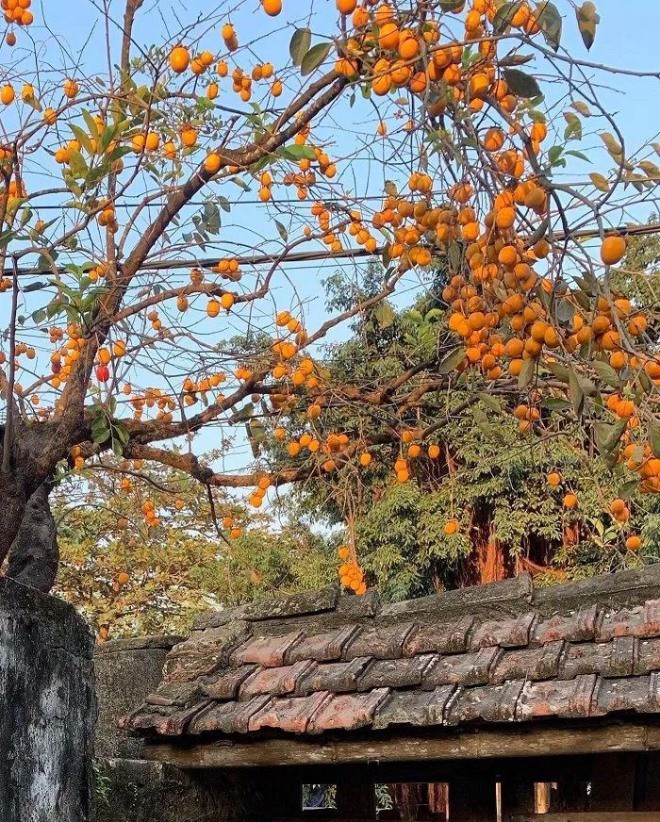 Người xưa dặn, trong nhà có 3 cây tuyệt đối đừng chặt, nếu không sẽ “chặt đứt” tài lộc của con cháu - Ảnh 3.