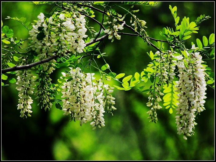 Người xưa dặn, trong nhà có 3 cây tuyệt đối đừng chặt, nếu không sẽ “chặt đứt” tài lộc của con cháu - Ảnh 1.