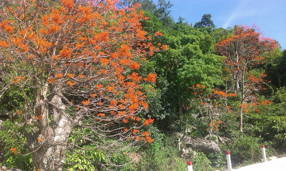 Người xưa nói: "Trong sân có 4 cây, gia đình không giàu có cũng vương giả, phúc khí kéo dài trăm năm" - Ảnh 3. Người xưa nói: "Trong sân có 4 cây, gia đình không giàu có cũng vương giả, phúc khí kéo dài trăm năm" - Ảnh 3.