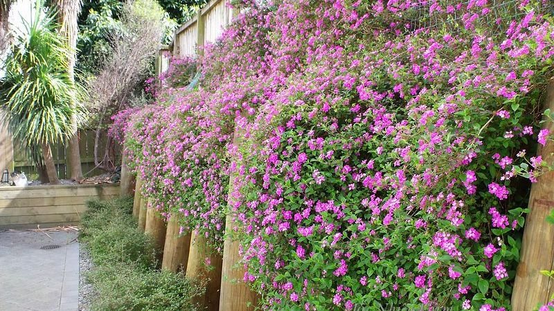 Mùa hè nóng nực, 5 cây cảnh như "cỗ máy nở hoa", trồng ở ban công rước niềm vui, đón phúc lành vào nhà - Ảnh 5. Mùa hè nóng nực, 5 cây cảnh như "cỗ máy nở hoa", trồng ở ban công rước niềm vui, đón phúc lành vào nhà - Ảnh 5.