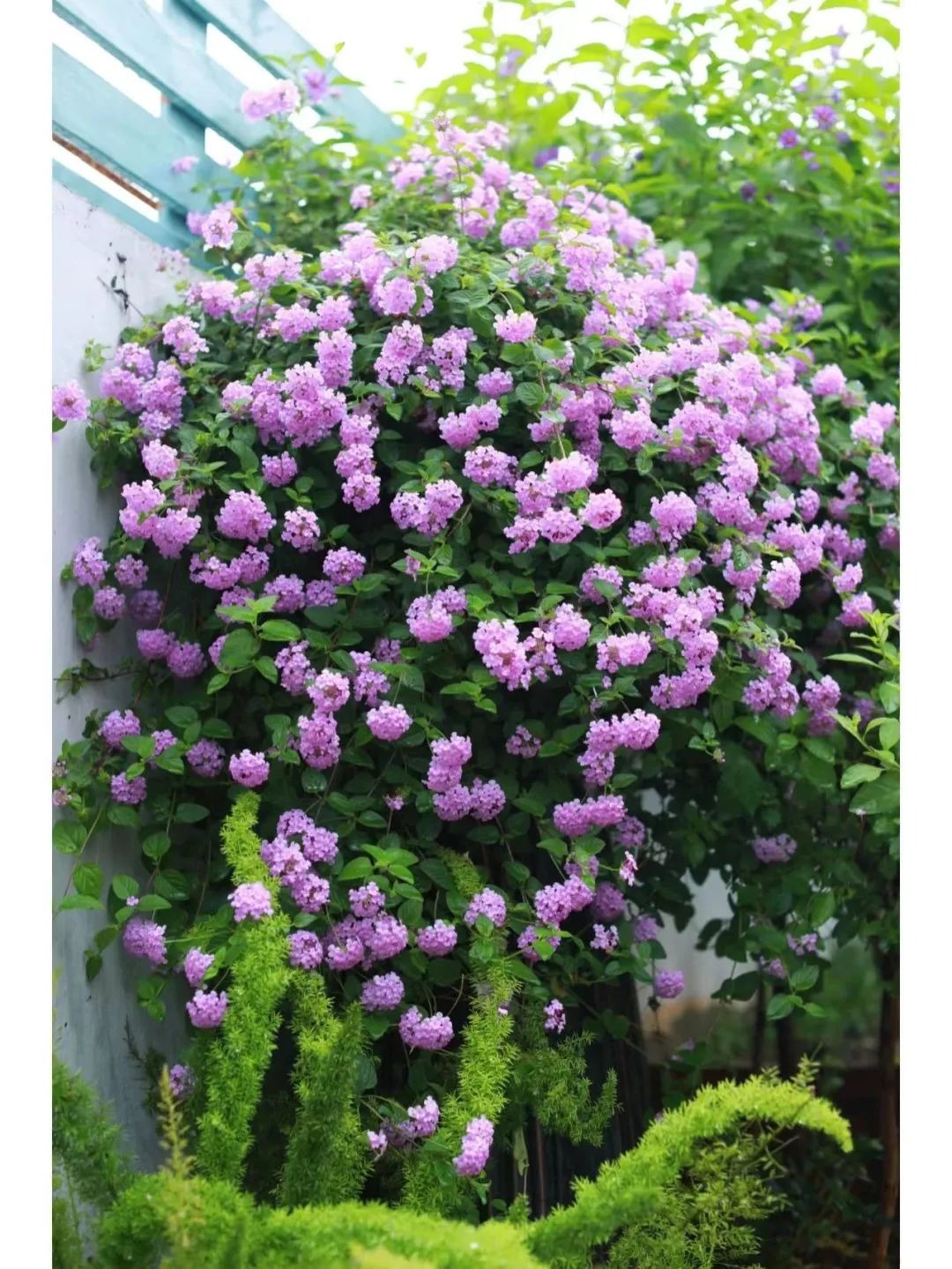 Mùa hè nóng nực, 5 cây cảnh như "cỗ máy nở hoa", trồng ở ban công rước niềm vui, đón phúc lành vào nhà - Ảnh 4. Mùa hè nóng nực, 5 cây cảnh như "cỗ máy nở hoa", trồng ở ban công rước niềm vui, đón phúc lành vào nhà - Ảnh 4.