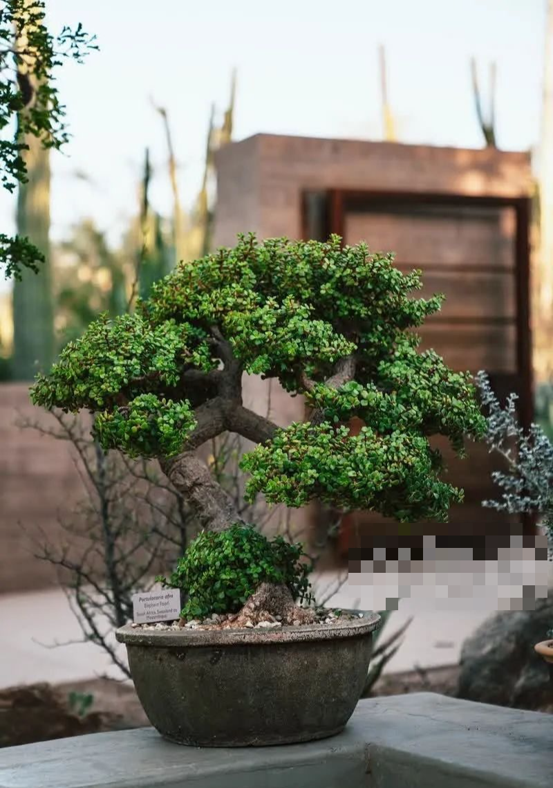 Hoa cười người vượng: 4 cây cảnh phúc lành, đặt 1 chậu trong nhà, gia đình bình an, hưng thịnh - Ảnh 3. Hoa cười người vượng: 4 cây cảnh phúc lành, đặt 1 chậu trong nhà, gia đình bình an, hưng thịnh - Ảnh 3.