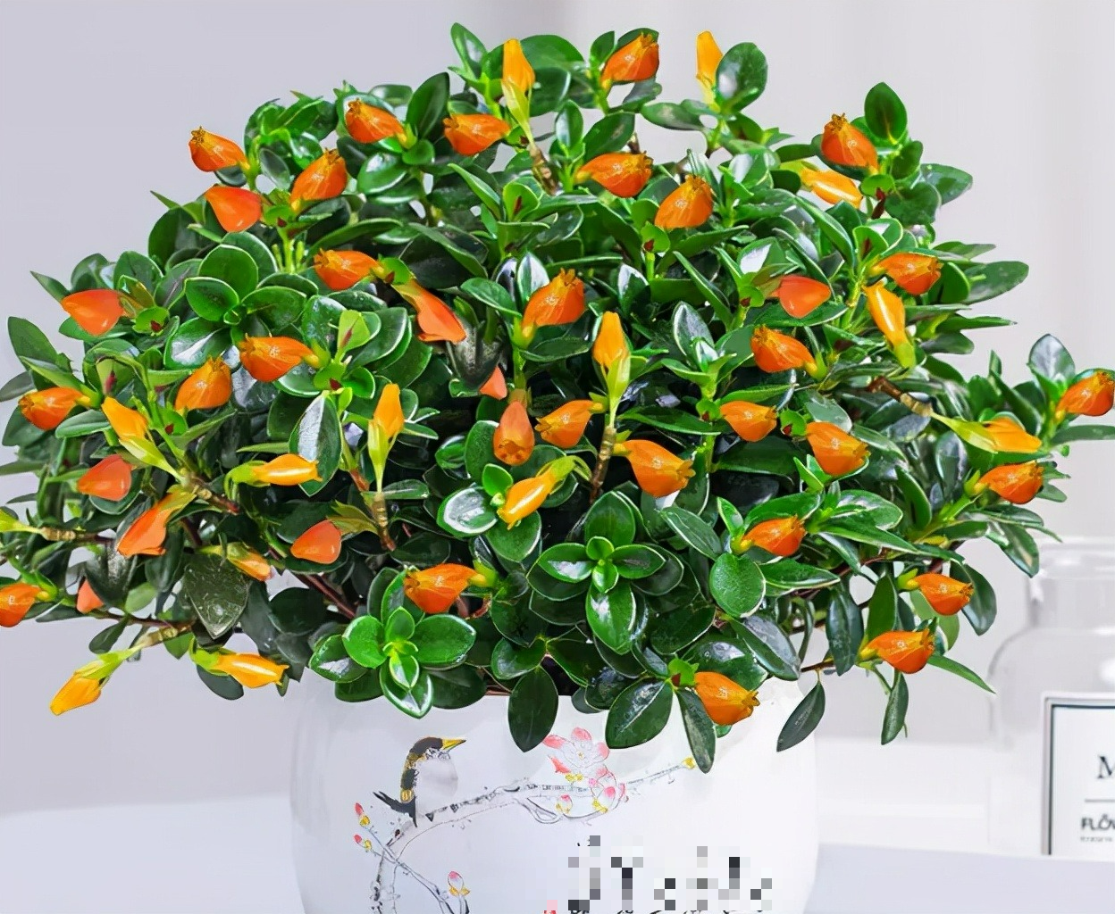Hoa cười người vượng: 4 cây cảnh phúc lành, đặt 1 chậu trong nhà, gia đình bình an, hưng thịnh - Ảnh 4. Hoa cười người vượng: 4 cây cảnh phúc lành, đặt 1 chậu trong nhà, gia đình bình an, hưng thịnh - Ảnh 4.