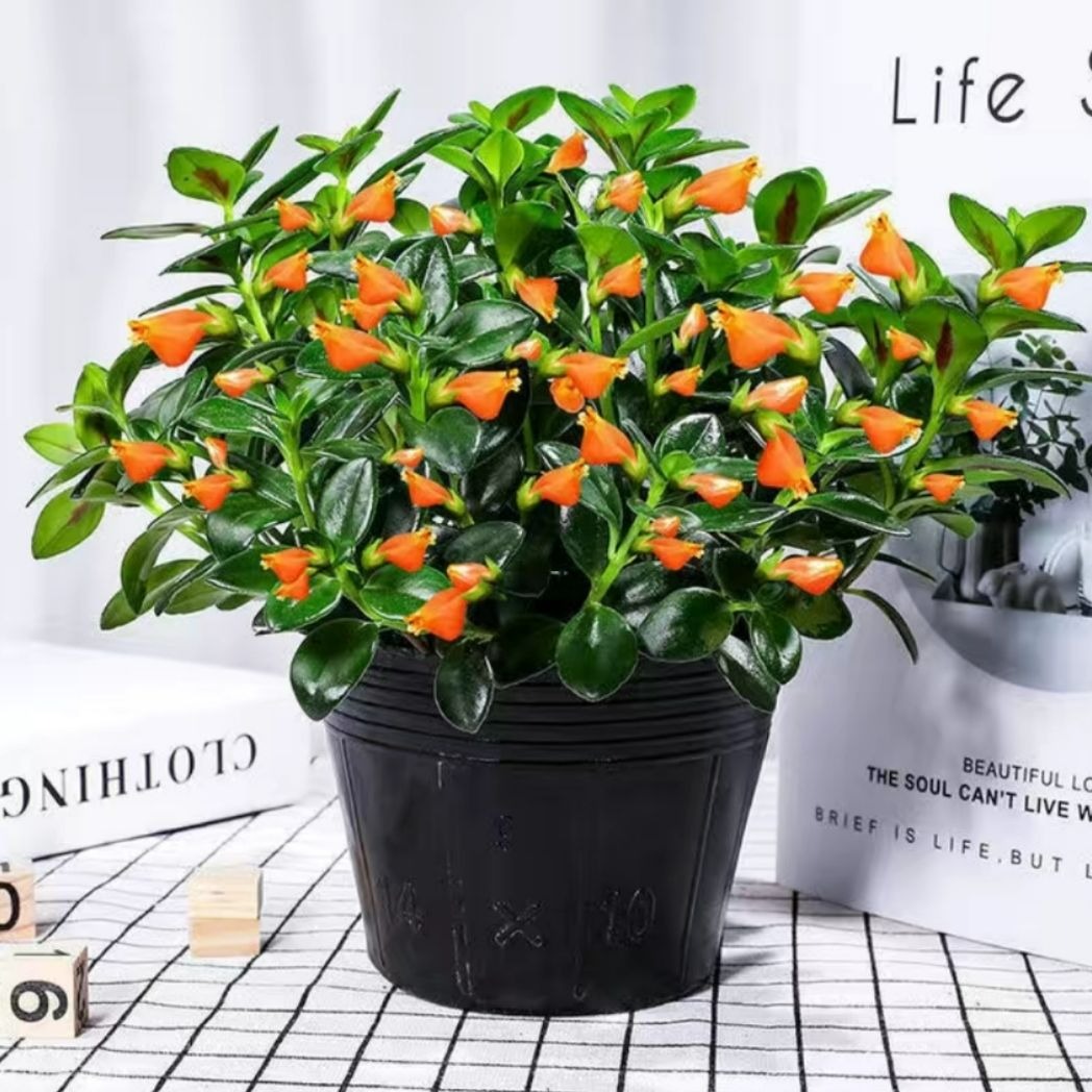 Hoa cười người vượng: 4 cây cảnh phúc lành, đặt 1 chậu trong nhà, gia đình bình an, hưng thịnh - Ảnh 5. Hoa cười người vượng: 4 cây cảnh phúc lành, đặt 1 chậu trong nhà, gia đình bình an, hưng thịnh - Ảnh 5.