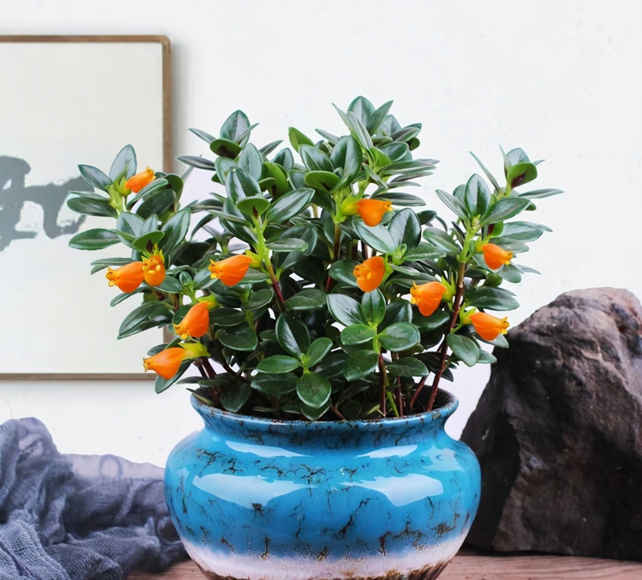 Hoa cười người vượng: 4 cây cảnh phúc lành, đặt 1 chậu trong nhà, gia đình bình an, hưng thịnh - Ảnh 6. Hoa cười người vượng: 4 cây cảnh phúc lành, đặt 1 chậu trong nhà, gia đình bình an, hưng thịnh - Ảnh 6.