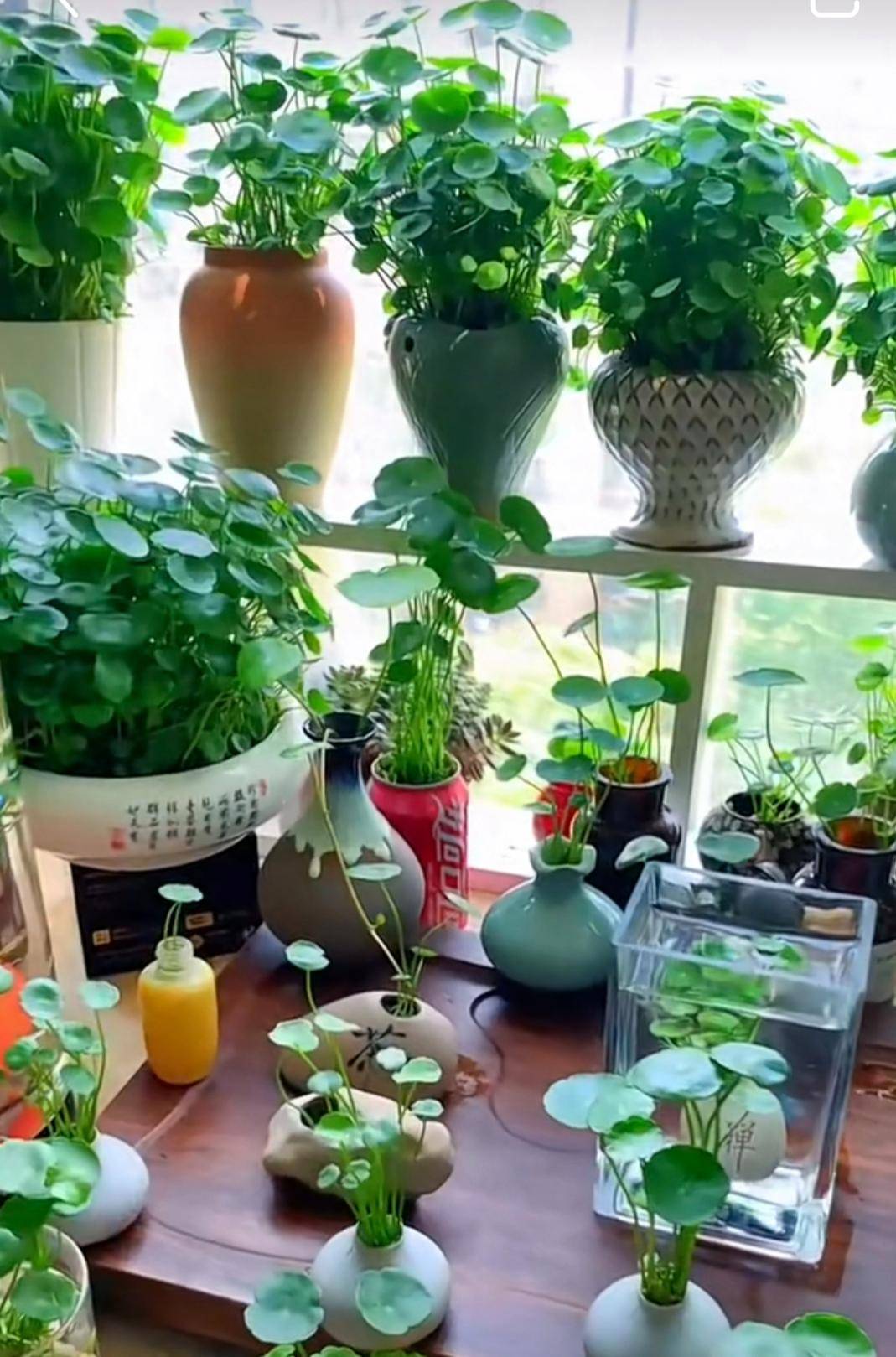 Hoa cười người vượng: 4 cây cảnh phúc lành, đặt 1 chậu trong nhà, gia đình bình an, hưng thịnh - Ảnh 7. Hoa cười người vượng: 4 cây cảnh phúc lành, đặt 1 chậu trong nhà, gia đình bình an, hưng thịnh - Ảnh 7.