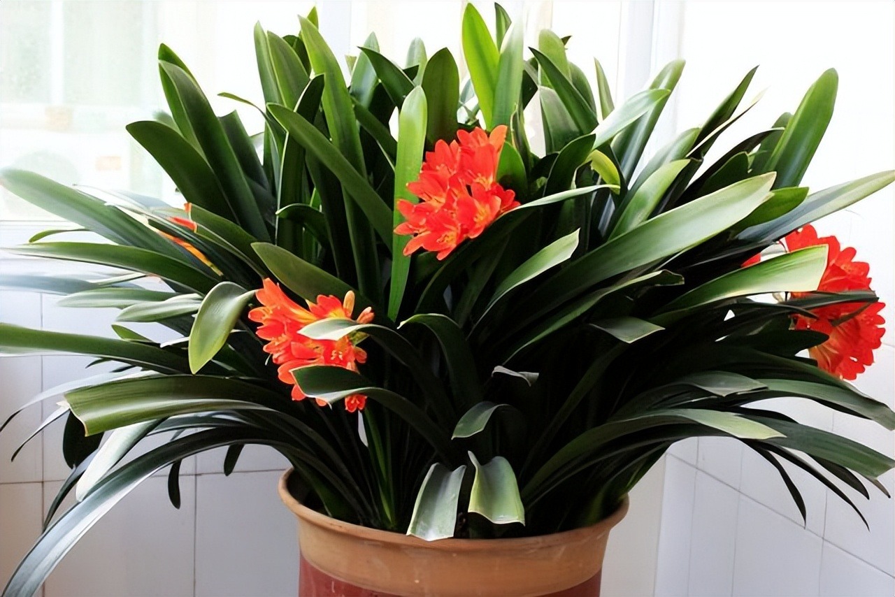 Người xưa có câu: "Góc nhà có 3 cây cảnh, mở ra vận may, không giàu có cũng thịnh vượng" - Ảnh 4.