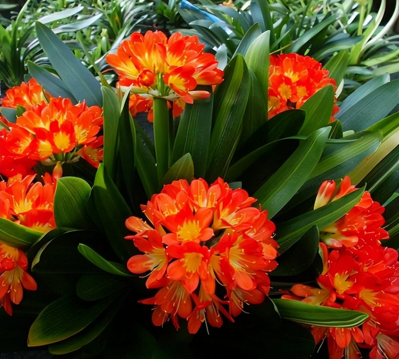 Người xưa có câu: "Góc nhà có 3 cây cảnh, mở ra vận may, không giàu có cũng thịnh vượng" - Ảnh 3.