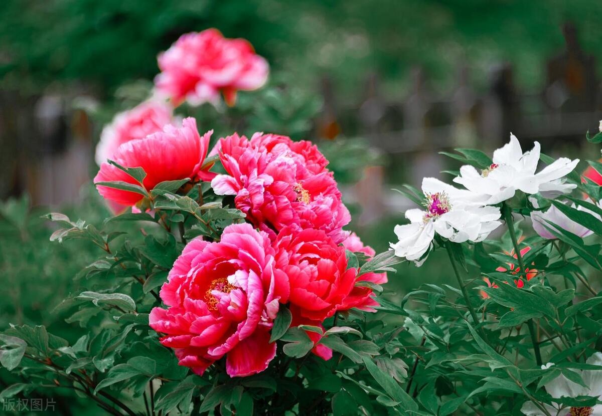 Người xưa có câu: "Góc nhà có 3 cây cảnh, mở ra vận may, không giàu có cũng thịnh vượng" - Ảnh 1.