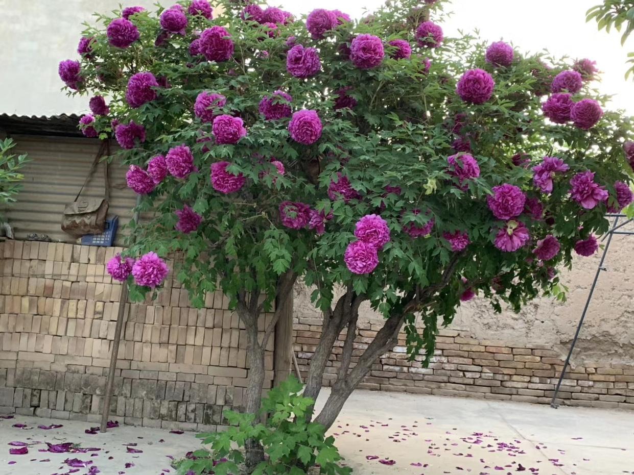 Người xưa có câu: "Góc nhà có 3 cây cảnh, mở ra vận may, không giàu có cũng thịnh vượng" - Ảnh 2.