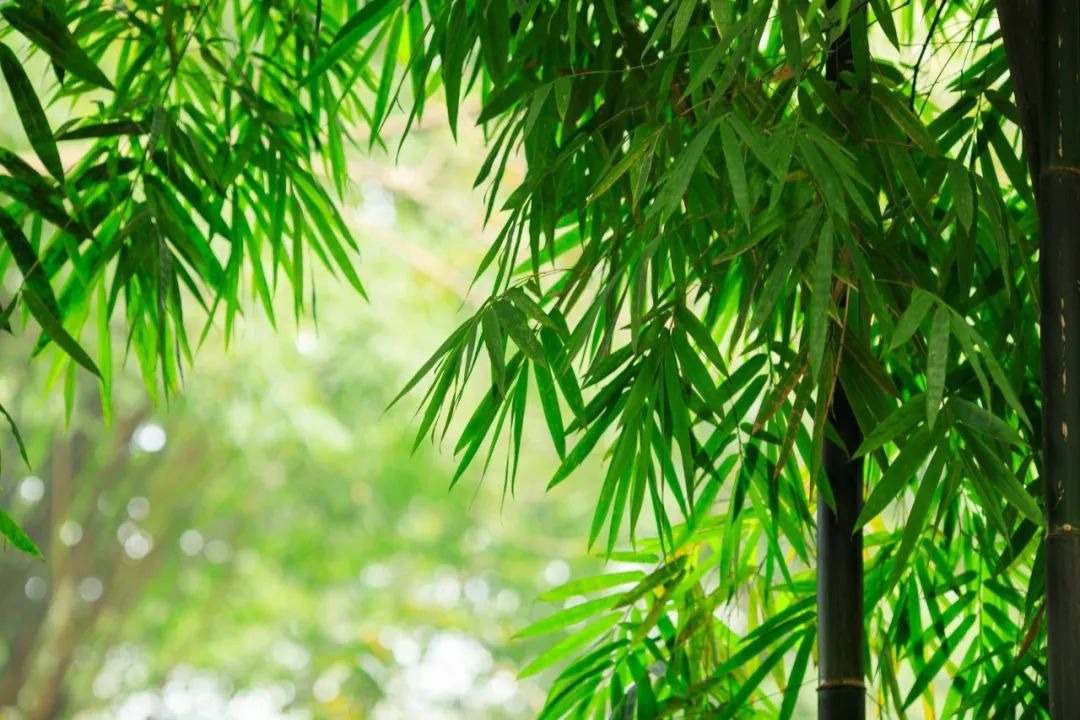 Người xưa có câu: "Góc nhà có 3 cây cảnh, mở ra vận may, không giàu có cũng thịnh vượng" - Ảnh 5.