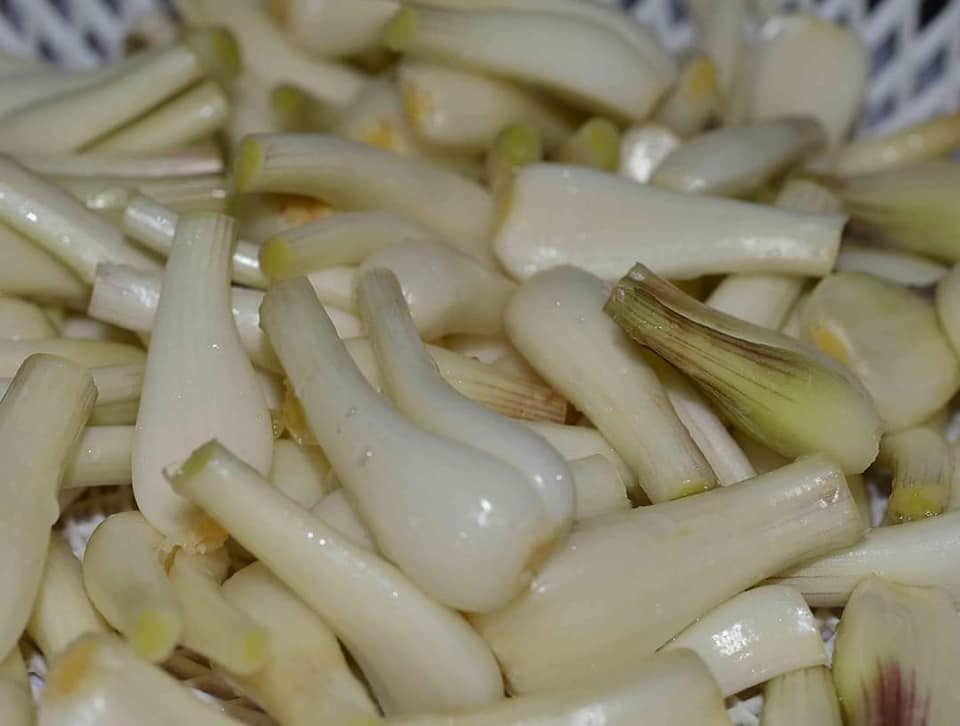 Loại củ "trắng tinh" đem muối chua ngọt hỗ trợ tiêu hóa, giảm lượng cholesterol trong máu - Ảnh 2. Loại củ "trắng tinh" đem muối chua ngọt hỗ trợ tiêu hóa, giảm lượng cholesterol trong máu - Ảnh 2.