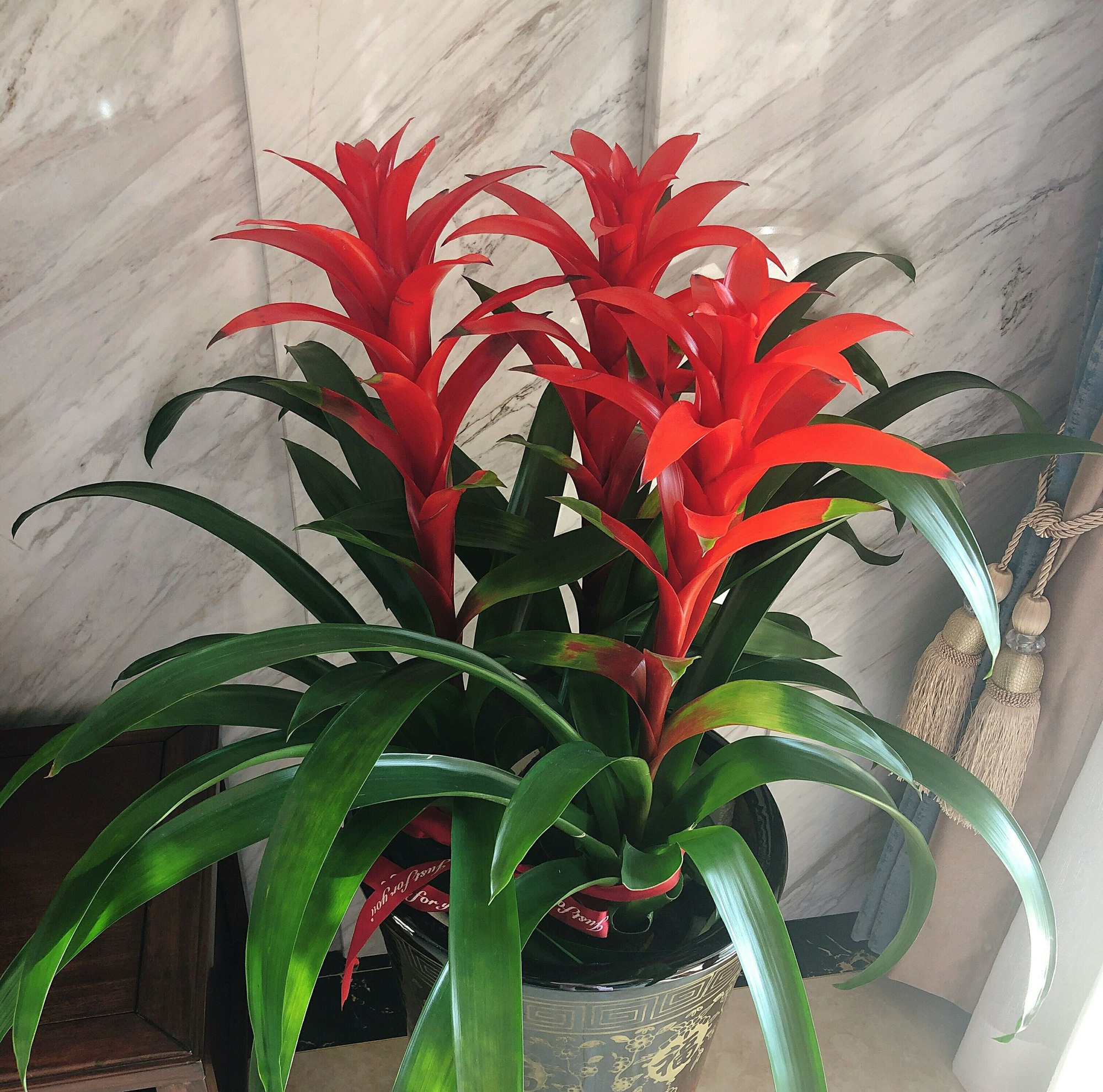 Ít ai biết 5 cây cảnh "chuyển vận", đang xui xẻo trồng ngay để may mắn, cát tường, vạn sự như ý - Ảnh 2.