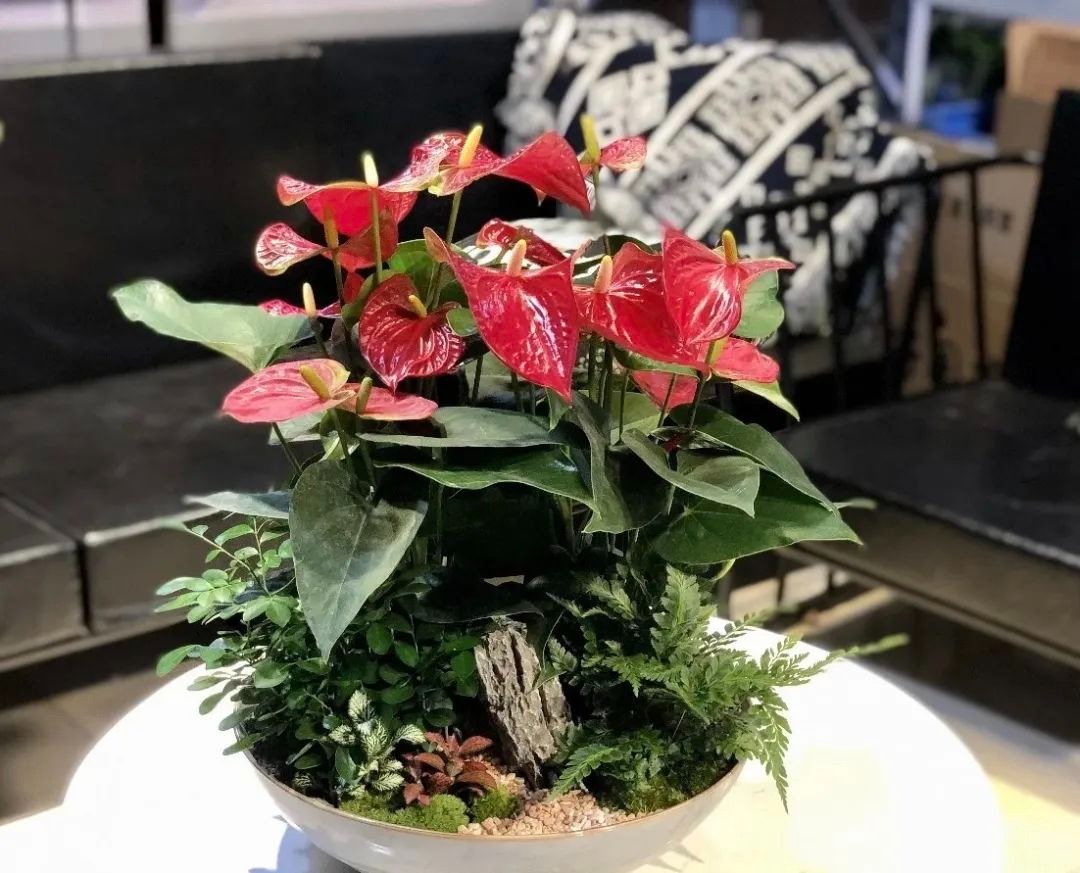 Ít ai biết 5 cây cảnh "chuyển vận", đang xui xẻo trồng ngay để may mắn, cát tường, vạn sự như ý - Ảnh 3.