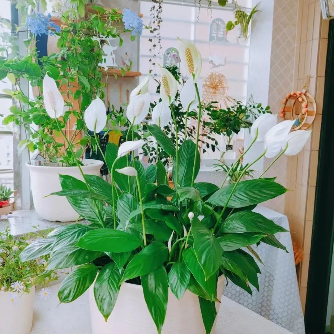 Ít ai biết 5 cây cảnh "chuyển vận", đang xui xẻo trồng ngay để may mắn, cát tường, vạn sự như ý - Ảnh 4.