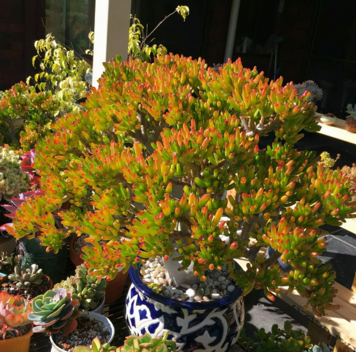 Ít ai biết 5 cây cảnh "chuyển vận", đang xui xẻo trồng ngay để may mắn, cát tường, vạn sự như ý - Ảnh 5.