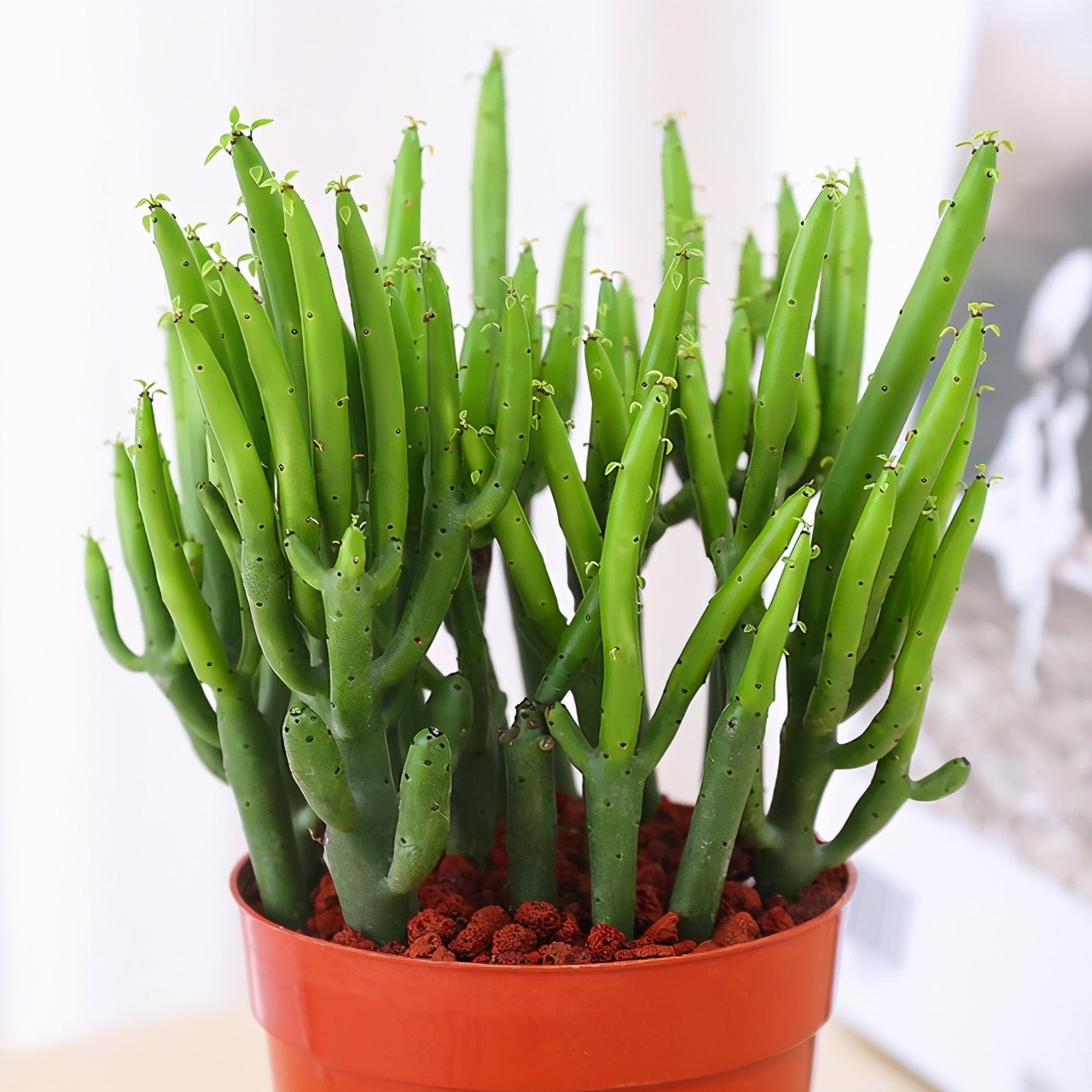 3 loại cây cảnh đừng bao giờ làm quà tặng, thấy đẹp cũng đừng rước về nếu không tai họa ngập đầu - Ảnh 4.