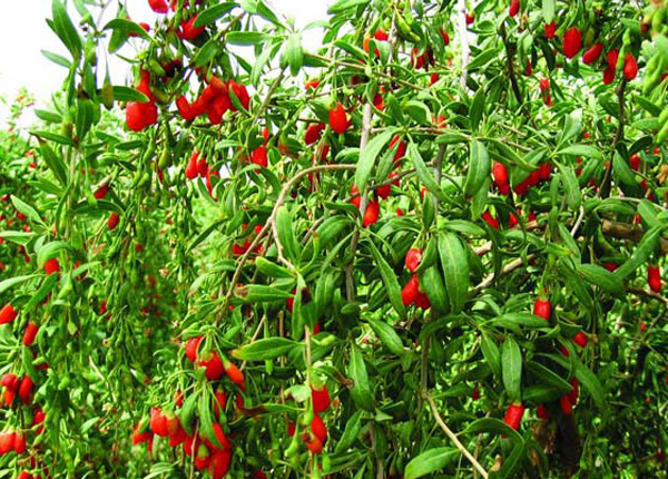 Loại rau tưởng bỏ đi hóa ra là "vua bảo vệ gan", xào trứng ăn, bồi bổ dạ dày, giúp gan khỏe mạnh - Ảnh 1.