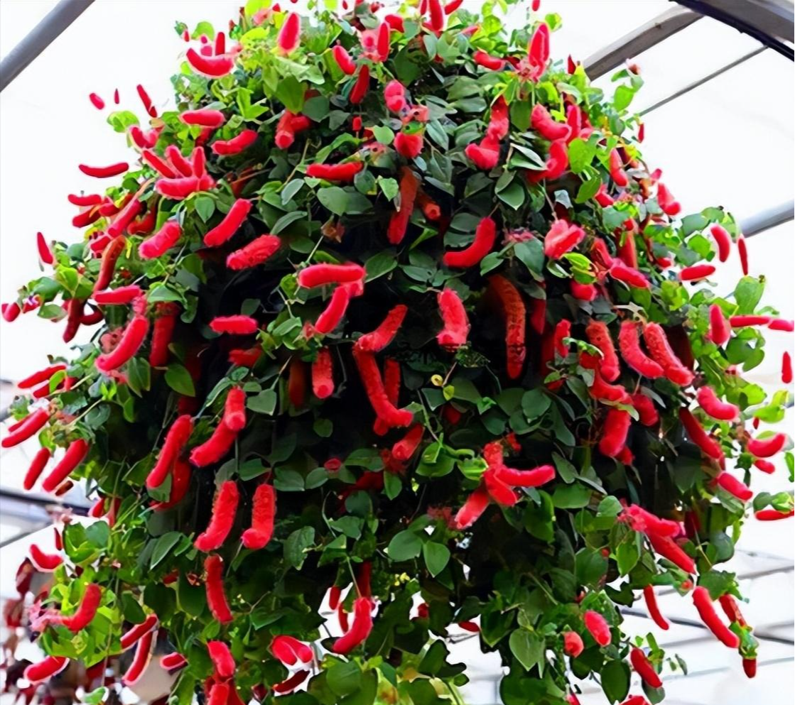 5 cây cảnh có "đuôi thú", độc đẹp, vui cửa vui nhà, xua đuổi vận đen, năm nào cũng sung túc - Ảnh 1.