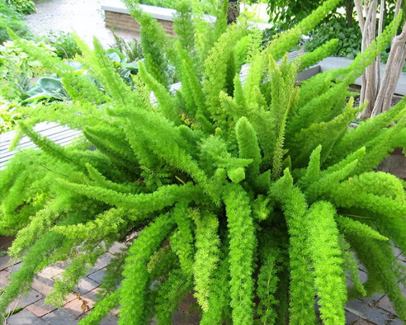 5 cây cảnh có "đuôi thú", độc đẹp, vui cửa vui nhà, xua đuổi vận đen, năm nào cũng sung túc - Ảnh 7.