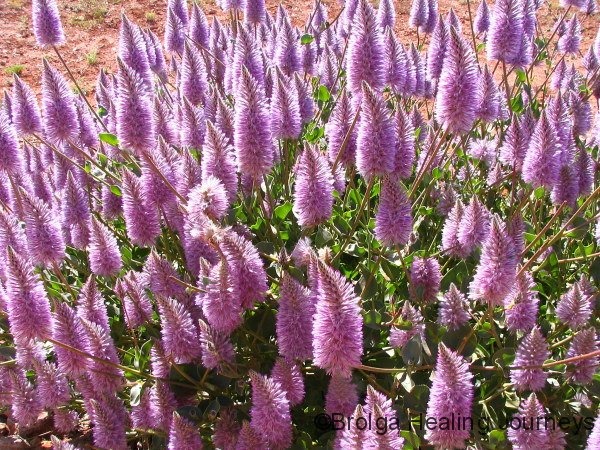 5 cây cảnh có "đuôi thú", độc đẹp, vui cửa vui nhà, xua đuổi vận đen, năm nào cũng sung túc - Ảnh 10.