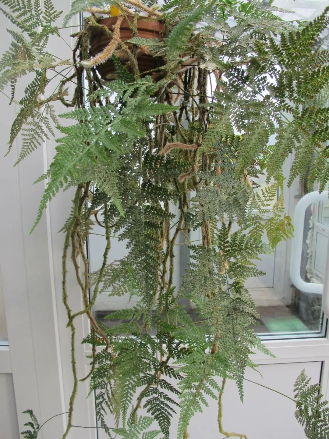 5 cây cảnh có "đuôi thú", độc đẹp, vui cửa vui nhà, xua đuổi vận đen, năm nào cũng sung túc - Ảnh 8.