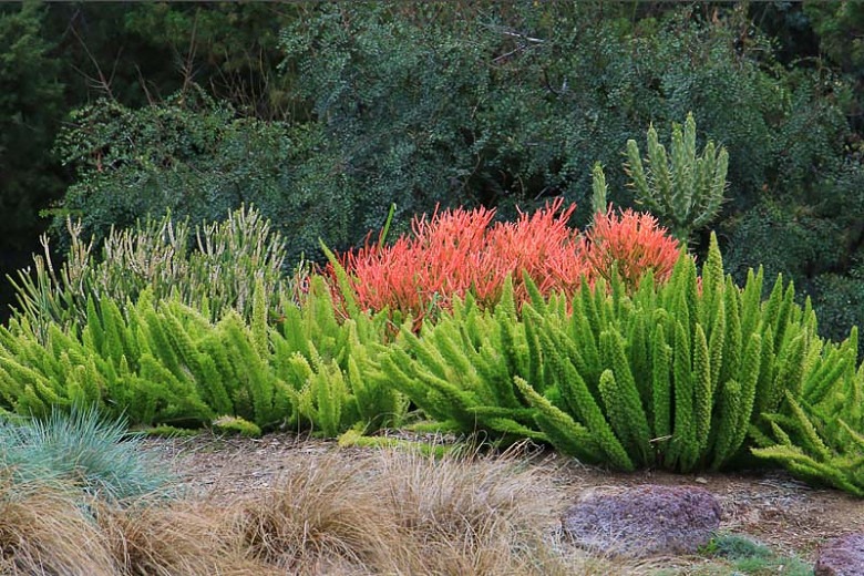 5 cây cảnh có "đuôi thú", độc đẹp, vui cửa vui nhà, xua đuổi vận đen, năm nào cũng sung túc - Ảnh 6.
