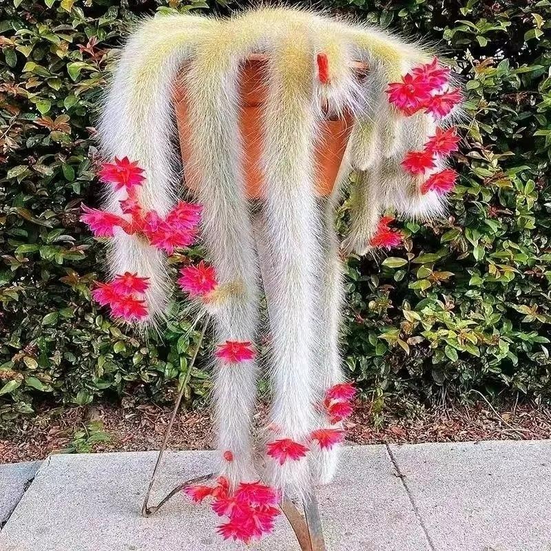 5 cây cảnh có "đuôi thú", độc đẹp, vui cửa vui nhà, xua đuổi vận đen, năm nào cũng sung túc - Ảnh 5.