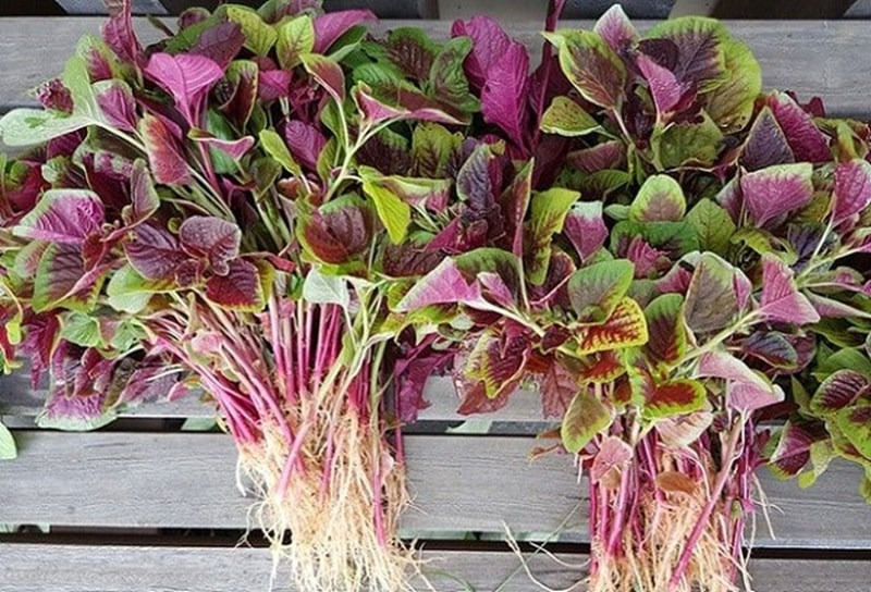 Loại rau mệnh danh là "rau trường thọ", bổ gan, dưỡng mắt, chế biến thành món ăn sảng khoái mùa hè - Ảnh 5.