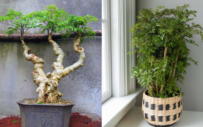 Loại cây này là “nhân sâm của người nghèo”, vừa chữa bách bệnh vừa chặn khí xấu, gọi tài lộc vào nhà - Ảnh 2. Loại cây này là “nhân sâm của người nghèo”, vừa chữa bách bệnh vừa chặn khí xấu, gọi tài lộc vào nhà - Ảnh 2.