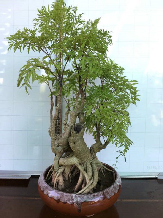 Loại cây này là “nhân sâm của người nghèo”, vừa chữa bách bệnh vừa chặn khí xấu, gọi tài lộc vào nhà - Ảnh 3. Loại cây này là “nhân sâm của người nghèo”, vừa chữa bách bệnh vừa chặn khí xấu, gọi tài lộc vào nhà - Ảnh 3.