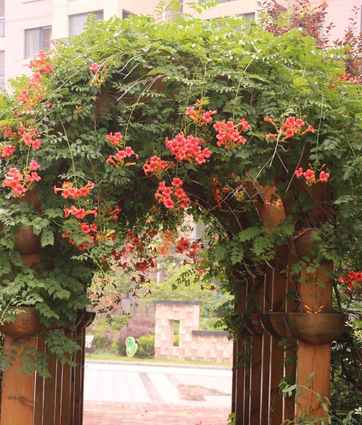 6 cây cảnh nở nghìn đóa hoa, trồng trong sân đẹp như tiên cảnh, liếc mắt liền yêu say đắm khó rời - Ảnh 8.