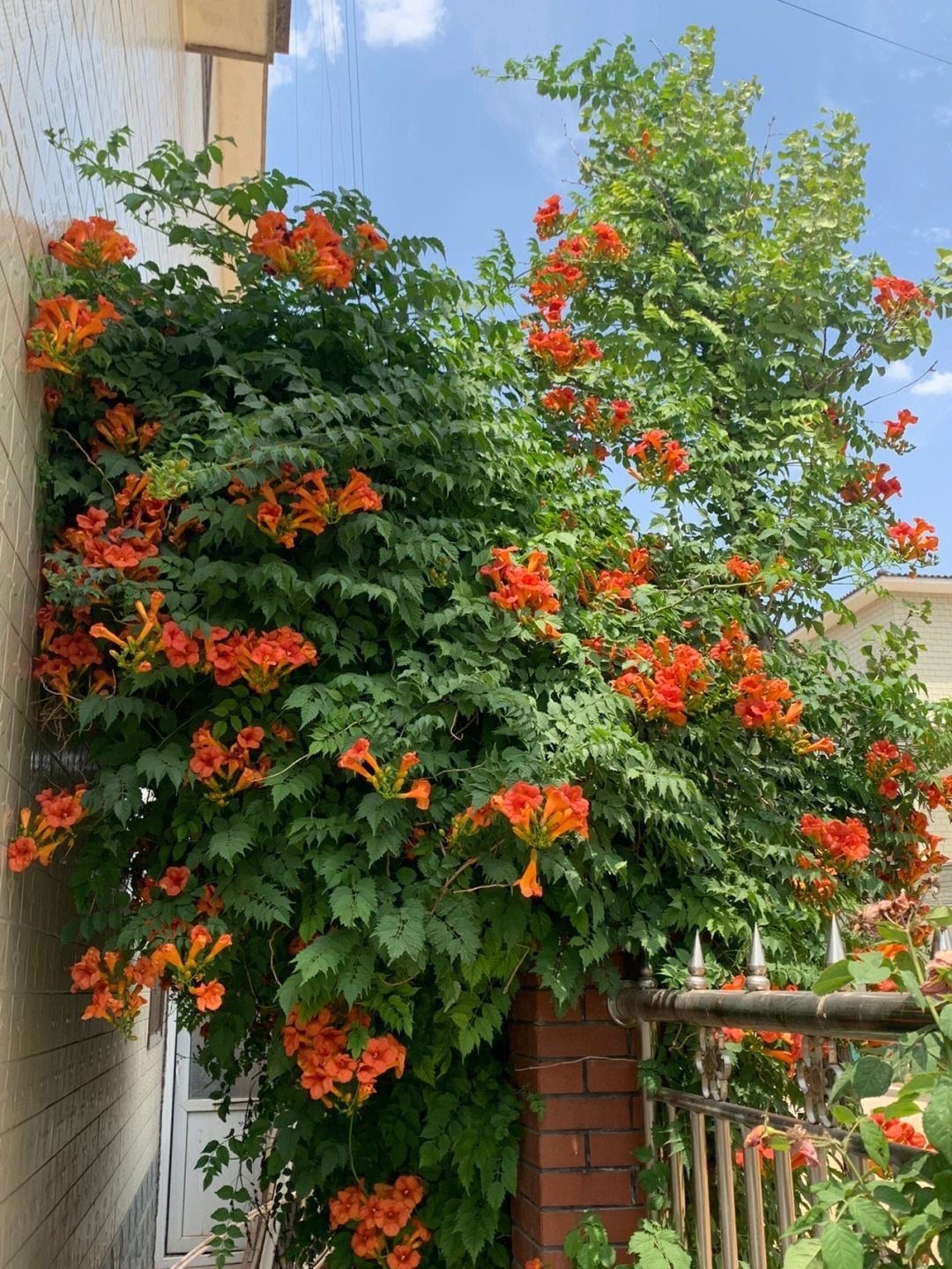 6 cây cảnh nở nghìn đóa hoa, trồng trong sân đẹp như tiên cảnh, liếc mắt liền yêu say đắm khó rời - Ảnh 7.