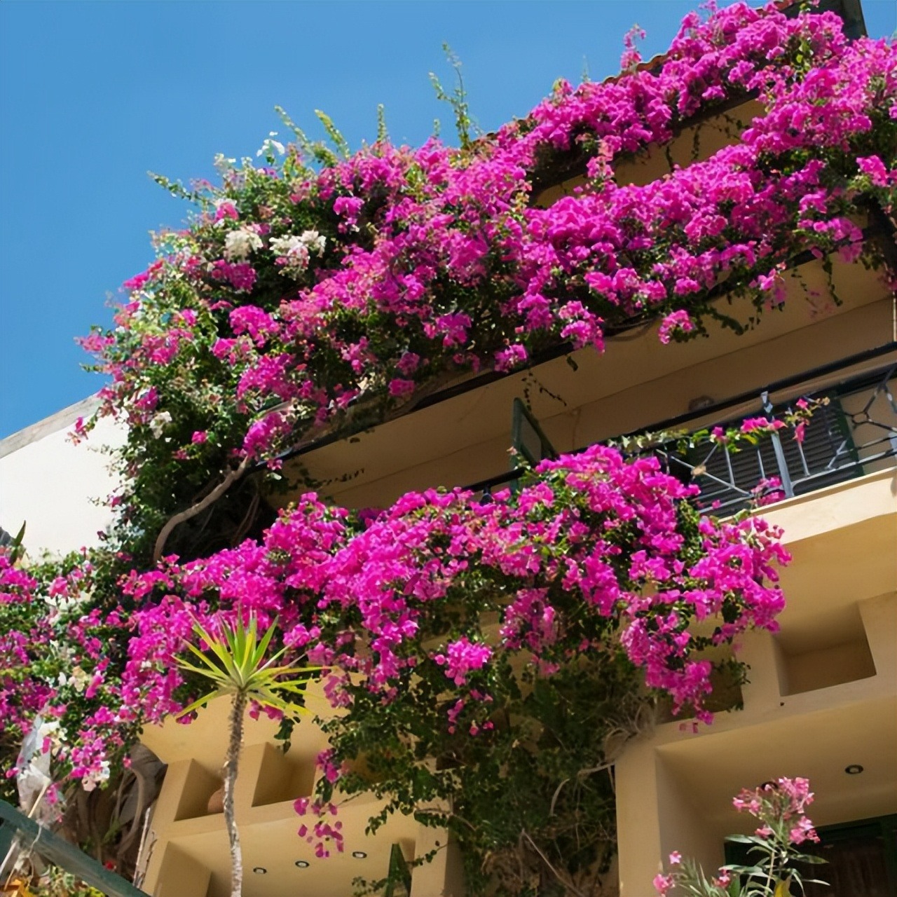 6 cây cảnh nở nghìn đóa hoa, trồng trong sân đẹp như tiên cảnh, liếc mắt liền yêu say đắm khó rời - Ảnh 15.