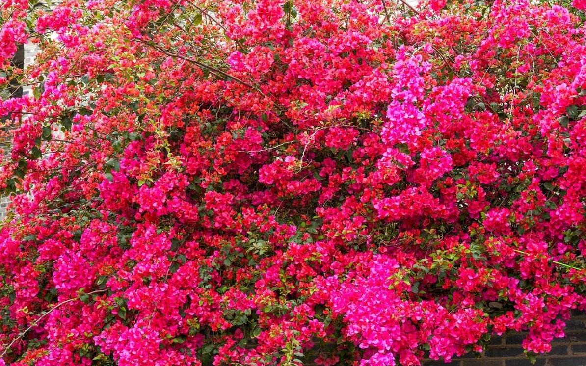 6 cây cảnh nở nghìn đóa hoa, trồng trong sân đẹp như tiên cảnh, liếc mắt liền yêu say đắm khó rời - Ảnh 1.