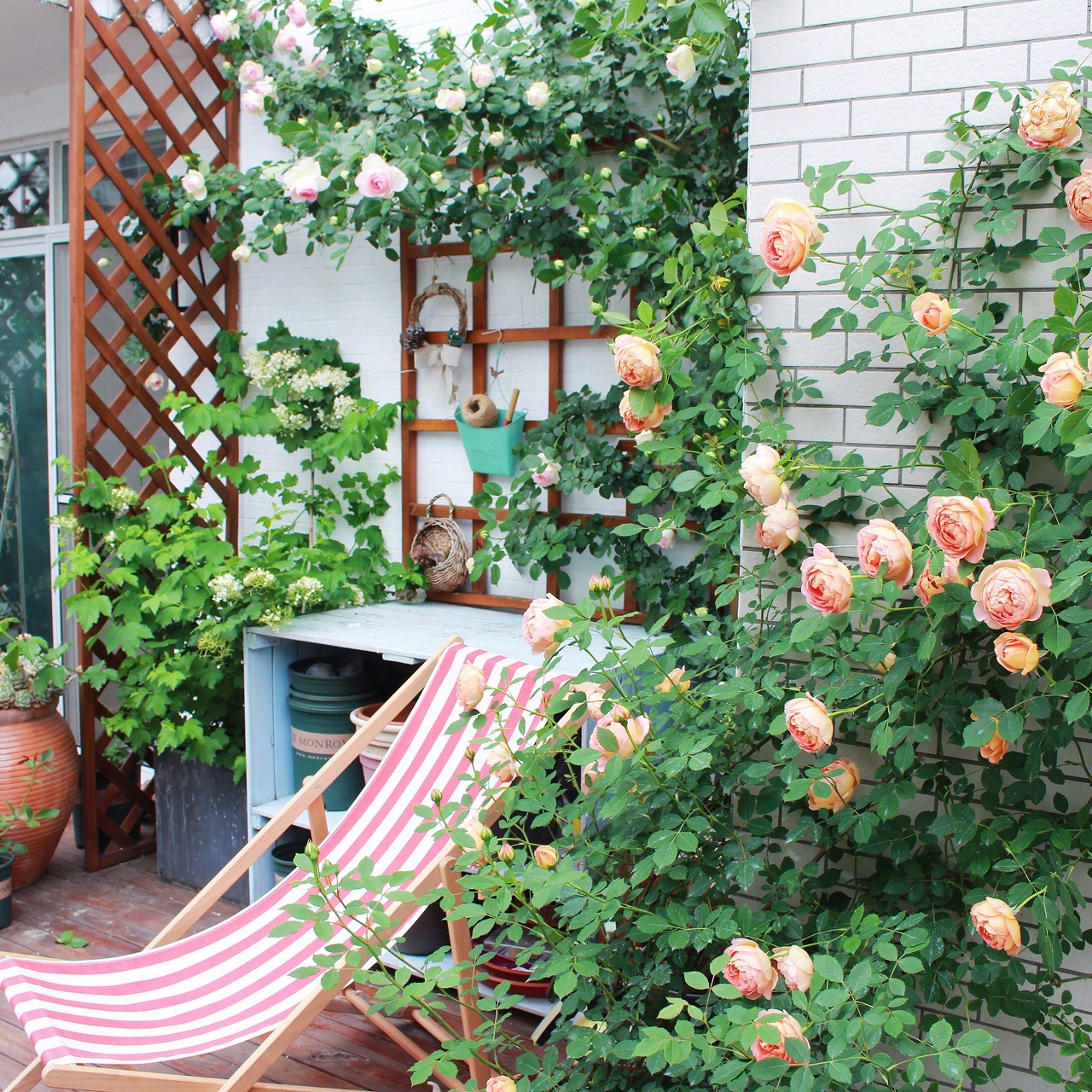 6 cây cảnh nở nghìn đóa hoa, trồng trong sân đẹp như tiên cảnh, liếc mắt liền yêu say đắm khó rời - Ảnh 2.