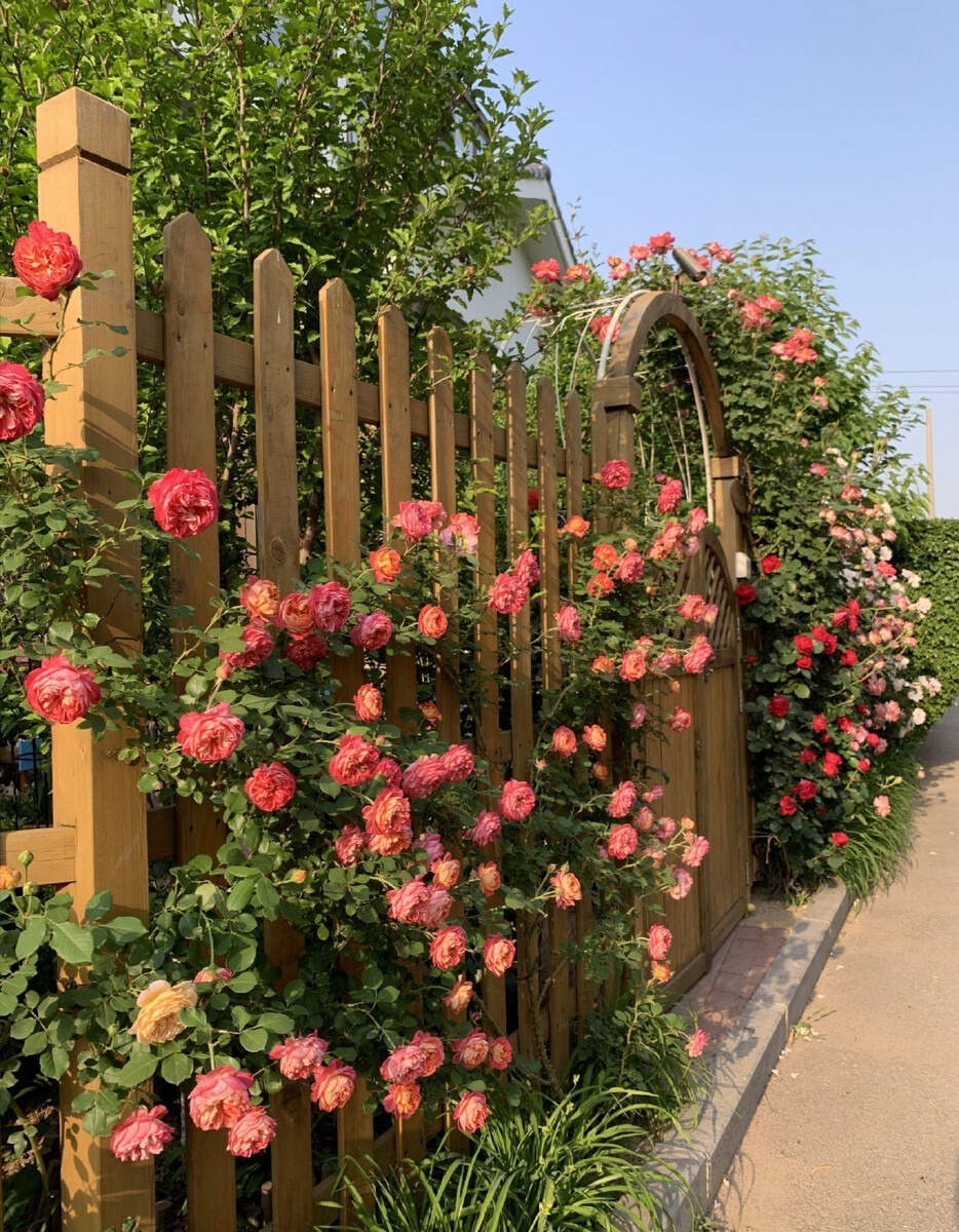 6 cây cảnh nở nghìn đóa hoa, trồng trong sân đẹp như tiên cảnh, liếc mắt liền yêu say đắm khó rời - Ảnh 3.