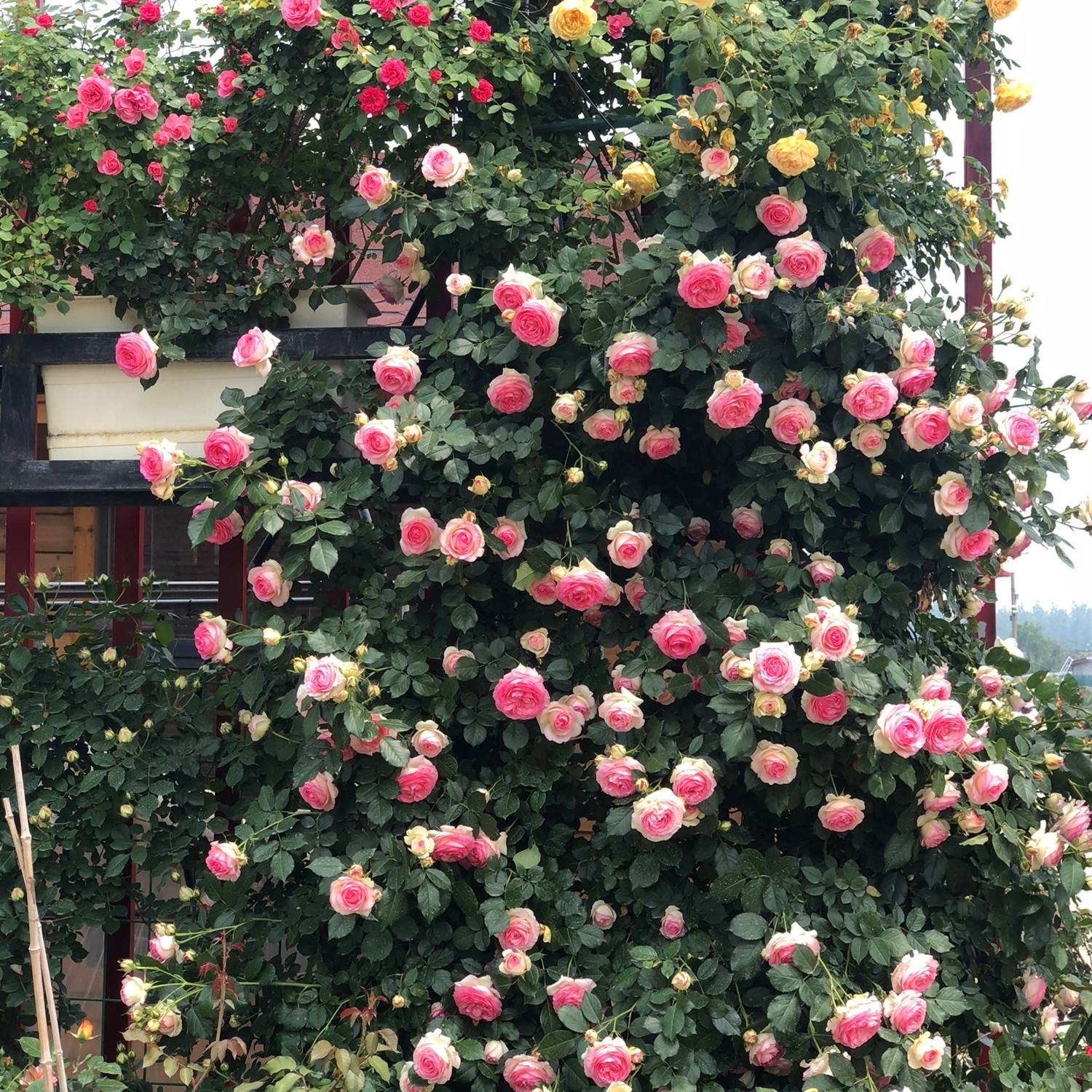 6 cây cảnh nở nghìn đóa hoa, trồng trong sân đẹp như tiên cảnh, liếc mắt liền yêu say đắm khó rời - Ảnh 4.