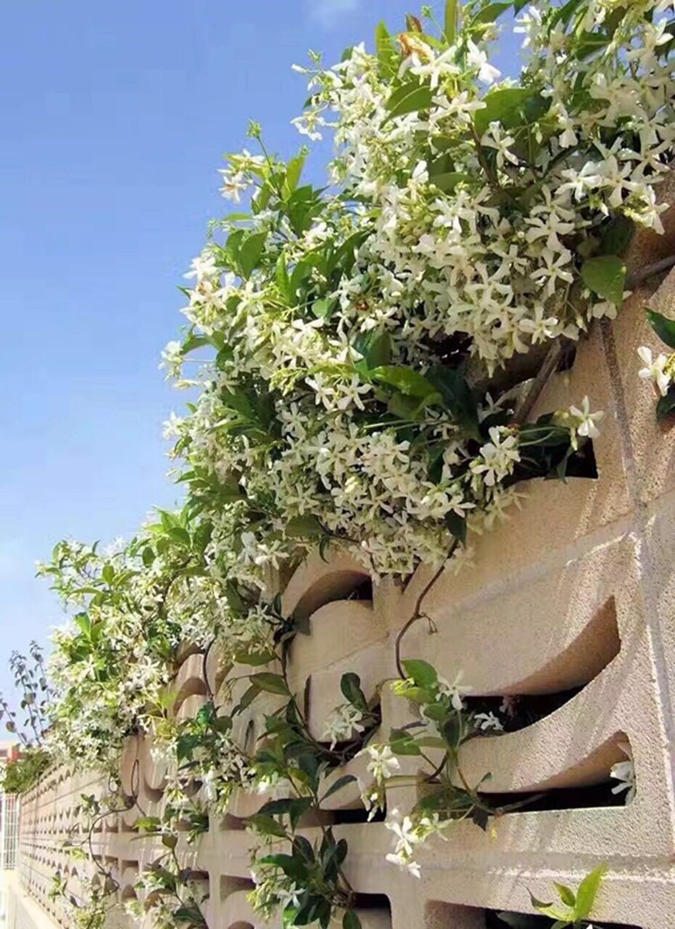 6 cây cảnh nở nghìn đóa hoa, trồng trong sân đẹp như tiên cảnh, liếc mắt liền yêu say đắm khó rời - Ảnh 5.