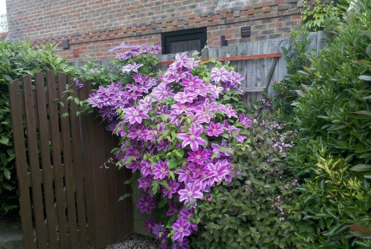 6 cây cảnh nở nghìn đóa hoa, trồng trong sân đẹp như tiên cảnh, liếc mắt liền yêu say đắm khó rời - Ảnh 11.