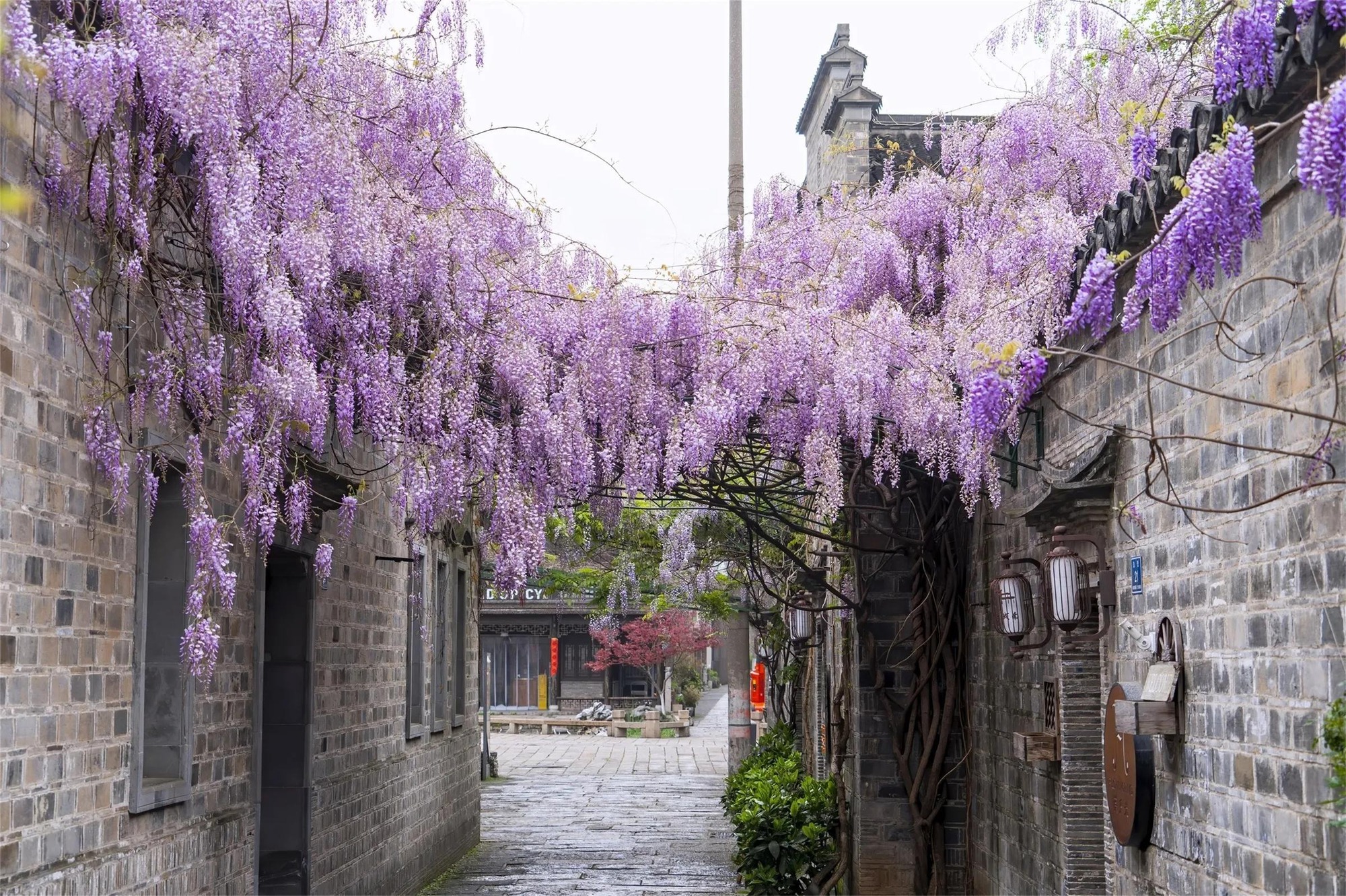 6 cây cảnh nở nghìn đóa hoa, trồng trong sân đẹp như tiên cảnh, liếc mắt liền yêu say đắm khó rời - Ảnh 9.