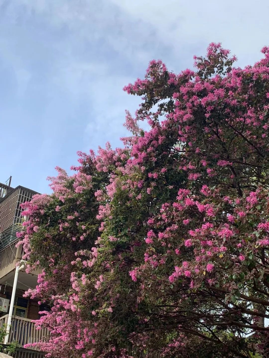 Cây cảnh nở rộ như pháo hoa, từng chùm hồng rực mang lại cát tường, may mắn, ai thấy cũng mê - Ảnh 1.