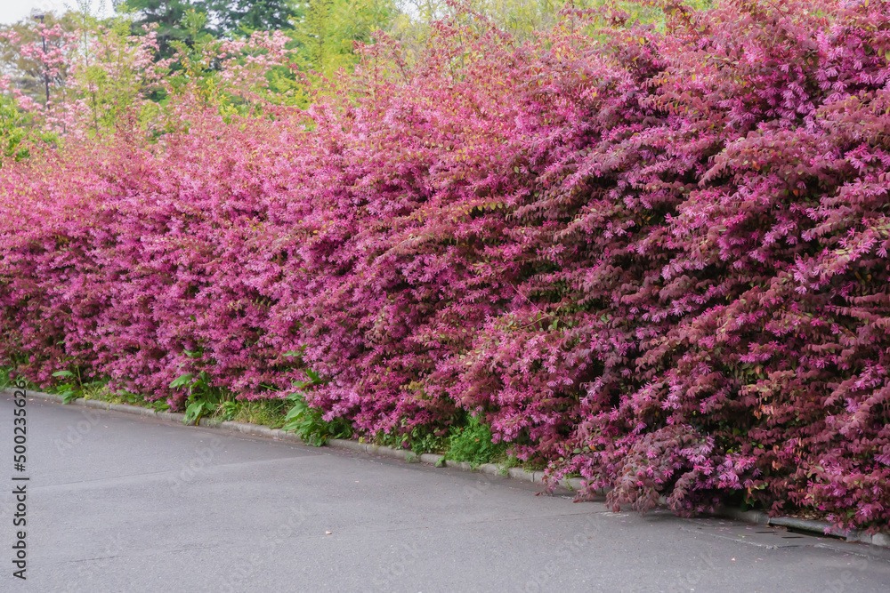 Cây cảnh nở rộ như pháo hoa, từng chùm hồng rực mang lại cát tường, may mắn, ai thấy cũng mê - Ảnh 3.