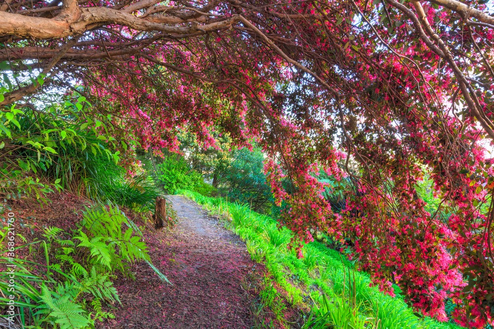 Cây cảnh nở rộ như pháo hoa, từng chùm hồng rực mang lại cát tường, may mắn, ai thấy cũng mê - Ảnh 5.