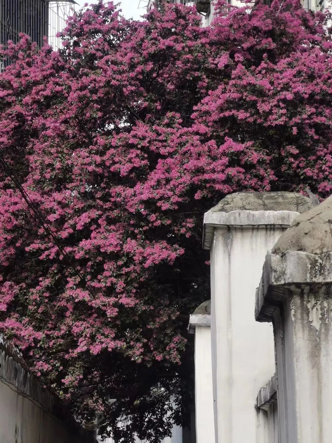 Cây cảnh nở rộ như pháo hoa, từng chùm hồng rực mang lại cát tường, may mắn, ai thấy cũng mê - Ảnh 4.