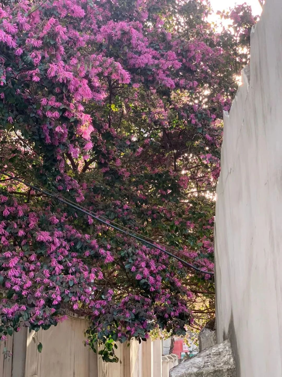 Cây cảnh nở rộ như pháo hoa, từng chùm hồng rực mang lại cát tường, may mắn, ai thấy cũng mê - Ảnh 6.