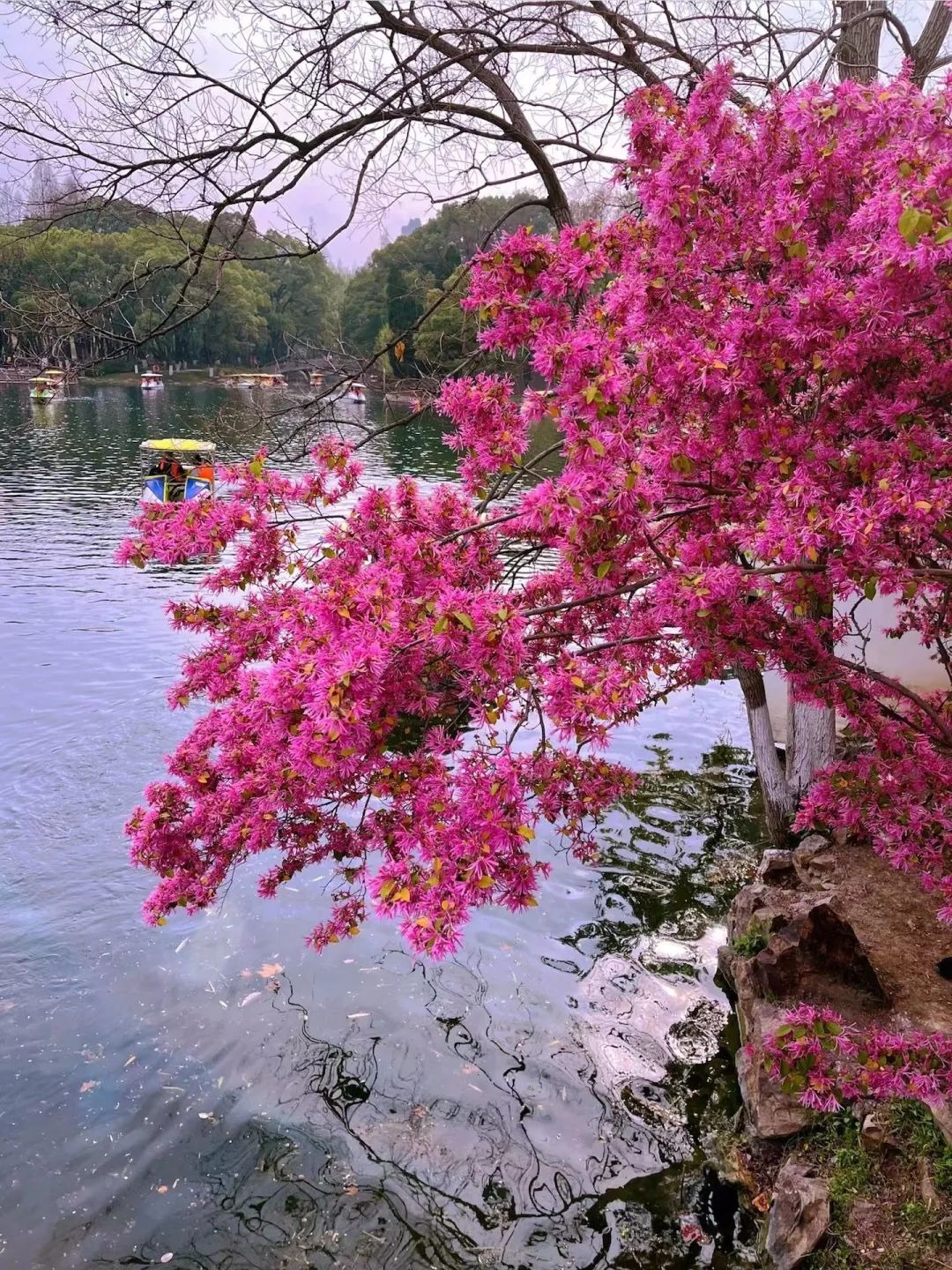 Cây cảnh nở rộ như pháo hoa, từng chùm hồng rực mang lại cát tường, may mắn, ai thấy cũng mê - Ảnh 7.