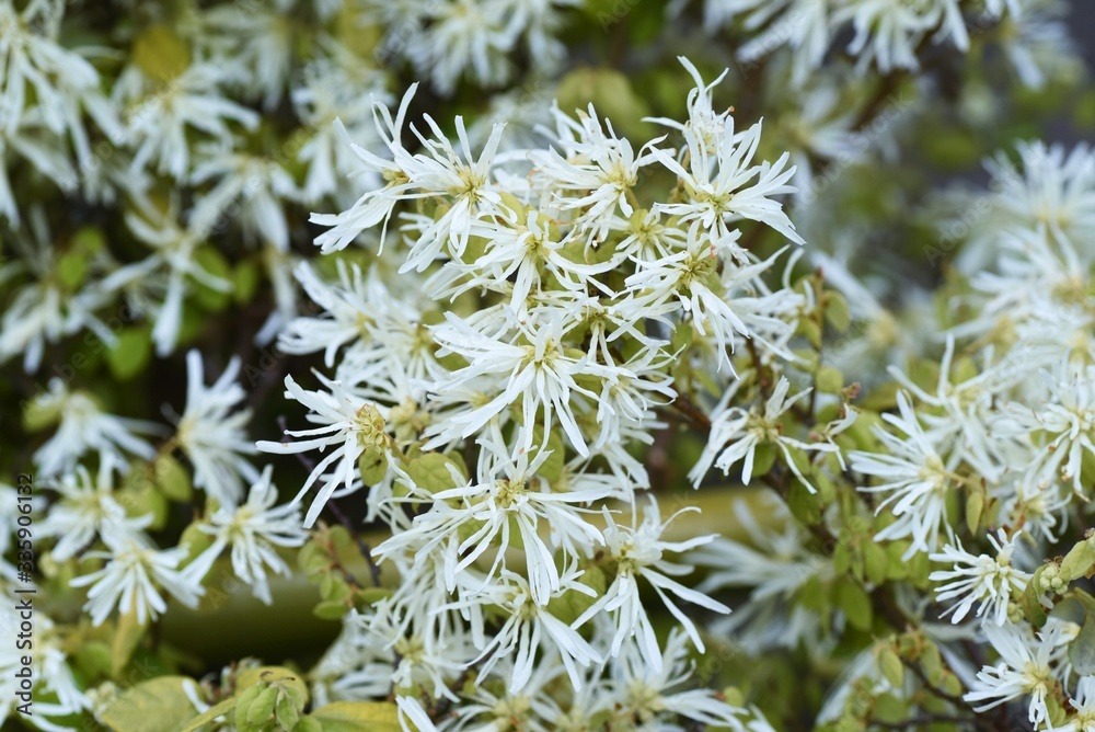 Cây cảnh nở rộ như pháo hoa, từng chùm hồng rực mang lại cát tường, may mắn, ai thấy cũng mê - Ảnh 10.