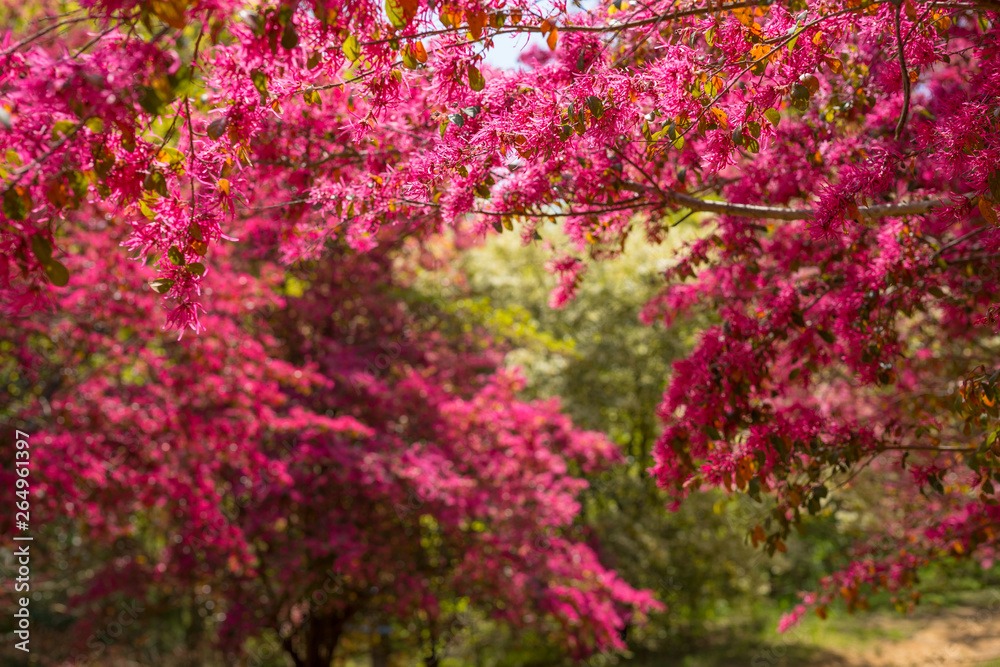 Cây cảnh nở rộ như pháo hoa, từng chùm hồng rực mang lại cát tường, may mắn, ai thấy cũng mê - Ảnh 8.